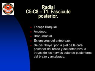 Radial
C5-C8 – T1. Fasciculo
posterior.
 Triceps Braquial.
 Ancóneo.
 Braquirradial.
 Extensores del antebrazo.
 Se distribuye ´por la piel de la cara
posterior del brazo y del antebrazo, a
través de los nervios cutaneo posteriores
del brazo y antebrazo.
 