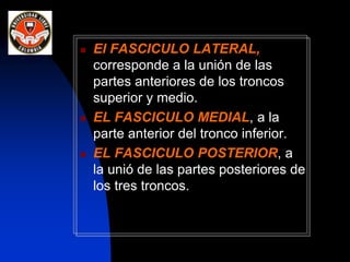  El FASCICULO LATERAL,
corresponde a la unión de las
partes anteriores de los troncos
superior y medio.
 EL FASCICULO MEDIAL, a la
parte anterior del tronco inferior.
 EL FASCICULO POSTERIOR, a
la unió de las partes posteriores de
los tres troncos.
 