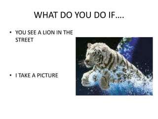 WHAT DO YOU DO IF….YOU SEE A LION IN THE STREETI TAKE A PICTURE