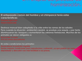 3.1. Etapas del proceso de hominización. El antepasado común del hombre y el chimpancé tenía estas características:Primate agrícola Visión binocularDestreza manual bien adaptada a la vida entre las ramas de los arbolesPero cuando la situación  ambiental cambió, se produjo una sequia, y por tanto disminuyeron los  bosques y aumentaron las sabanas herbáceas. Muchos de los primates se vieron obligados a: Descender al sueloVivir en zonas descubiertasEn estas condiciones los primates:Desarrollaron la posición erguida Tenían mejores condiciones para reproducirse y sobrevivir, ya que podían ver mejor a su depredador y descubrir con más facilidad a sus presas.