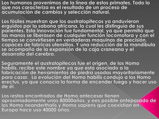 Los humanos provenimos de la línea de estos primates. Todo lo que nos caracteriza es el resultado de un proceso de acumulación de cambios y selección natural. Los fósiles muestran que los australopitecos ya anduvieron erguidos por la sabana africana, lo cual les distinguía de sus parientes. Esta innovación fue fundamental, ya que permitió que las manos se liberasen de cualquier función locomotora y con el tiempo se convirtiesen en verdaderas maquinas de precisión, capaces de fabricas utensilios. Y una reducción de la mandíbula se acompaño de la expansión de la caja craneana y el desarrollo del cerebro.  Seguramente el australopitecos fue el origen, de los Homo habilis, recibe este nombre ya que está asociado a la  fabricación de herramientas de piedra usadas mayoritariamente para cazar.  La evolución del Homo habilis condujo a los Homo erectus, ya que conocía la forma de encender fuego y hacer uso de él. Los restos encontrados de Homo antecesor tienen aproximadamente unos 80000años, y ees posible antepasado de los Homo neanderthalis y Homo sapiens que coexistían en Europa hace uso 40000 años. 