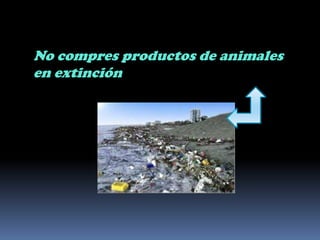 No compres productos de animales en extinción