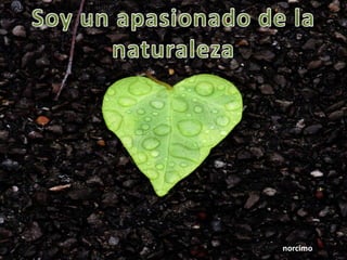 Soy un apasionado de la naturaleza, me encantan las plantas.




                                                               norcimo
 
