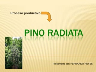 Proceso productivo




        PINO RADIATA

                     Presentado por: FERNANDO REYES
 