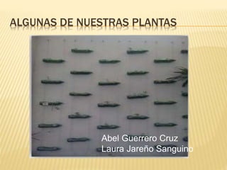 ALGUNAS DE NUESTRAS PLANTAS
Abel Guerrero Cruz
Laura Jareño Sanguino
 