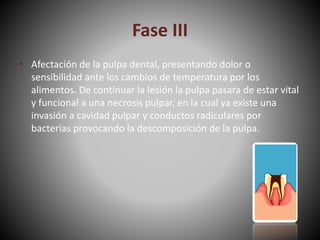 Fase III
• Afectación de la pulpa dental, presentando dolor o
sensibilidad ante los cambios de temperatura por los
alimentos. De continuar la lesión la pulpa pasara de estar vital
y funcional a una necrosis pulpar, en la cual ya existe una
invasión a cavidad pulpar y conductos radiculares por
bacterias provocando la descomposición de la pulpa.
 