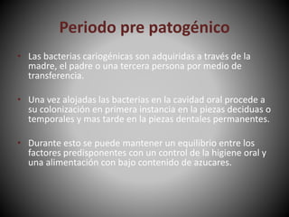 Periodo pre patogénico
• Las bacterias cariogénicas son adquiridas a través de la
madre, el padre o una tercera persona por medio de
transferencia.
• Una vez alojadas las bacterias en la cavidad oral procede a
su colonización en primera instancia en la piezas deciduas o
temporales y mas tarde en la piezas dentales permanentes.
• Durante esto se puede mantener un equilibrio entre los
factores predisponentes con un control de la higiene oral y
una alimentación con bajo contenido de azucares.
 