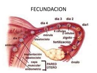 FECUNDACION
 
