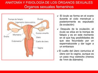 ANATOMÍA Y FISIOLOGÍA DE LOS ÓRGANOS SEXUALES
Órganos sexuales femeninos
 El óvulo se forma en el ovario
durante el ciclo menstrual y
posteriormente es expulsado
(la ovulación)
 Después de la ovulación, el
óvulo se sitúa en la trompa de
falopio y es en este momento
en el que hay posibilidades de
que sea fecundado por un
espermatozoide y dar lugar a
un embarazo
El cuello del útero comunica el
útero con la vagina, aunque es
un paso muy estrecho (menos
de 1mm de diámetro)
 