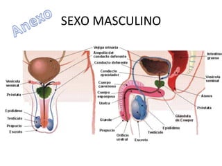 SEXO MASCULINO
 