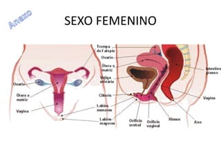 SEXO FEMENINO
 
