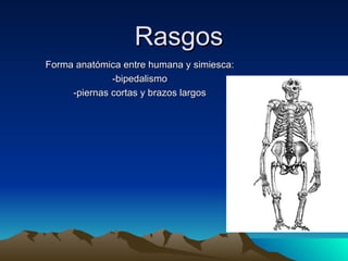 Rasgos Forma anatómica entre humana y simiesca: -bipedalismo -piernas cortas y brazos largos 