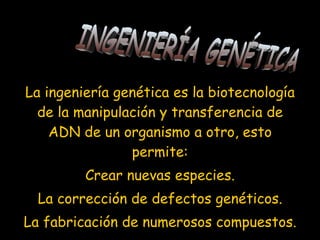 La ingeniería genética es la biotecnología de la manipulación y transferencia de ADN de un organismo a otro, esto permite: Crear nuevas especies. La corrección de defectos genéticos. La fabricación de numerosos compuestos. INGENIERÍA GENÉTICA 
