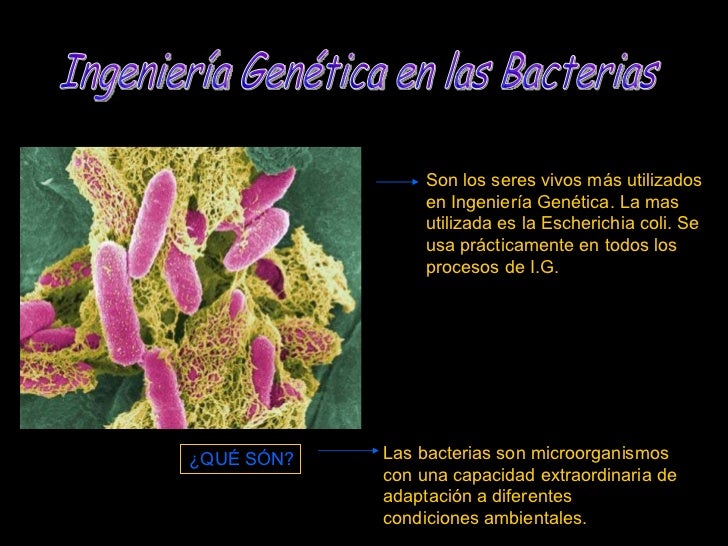 Ingenieria Genetica