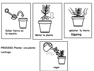 PROCESO: Plantar  una planta Lechuga. Meter la planta Echar tierra en la maceta aplastar   la tierra  tierra regar 