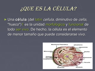 ¿Que es La céLuLa?
► Una célula  (del latín cellula, diminutivo de cella,
 "hueco")1 es la unidad morfológica y funcional de
 todo ser vivo. De hecho, la célula es el elemento
 de menor tamaño que puede considerarse vivo.
 
