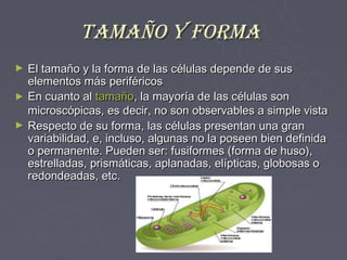 tamaño y forma
►   El tamaño y la forma de las células depende de sus
    elementos más periféricos
►   En cuanto al tamaño, la mayoría de las células son
    microscópicas, es decir, no son observables a simple vista
►   Respecto de su forma, las células presentan una gran
    variabilidad, e, incluso, algunas no la poseen bien definida
    o permanente. Pueden ser: fusiformes (forma de huso),
    estrelladas, prismáticas, aplanadas, elípticas, globosas o
    redondeadas, etc.
 