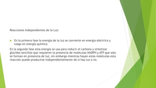 Reacciones Independientes de la Luz:
 En la primera fase la energía de la luz se convierte en energía eléctrica y
luego en energía química.
En la segunda fase esta energía se usa para reducir el carbono y sintetizar
glúcidos sencillos que requieren la presencia de moléculas NADPH y ATP que solo
se forman en presencia de luz, sin embargo mientras hayan estas moléculas esta
reacción puede producirse independientemente de si hay luz o no.
 