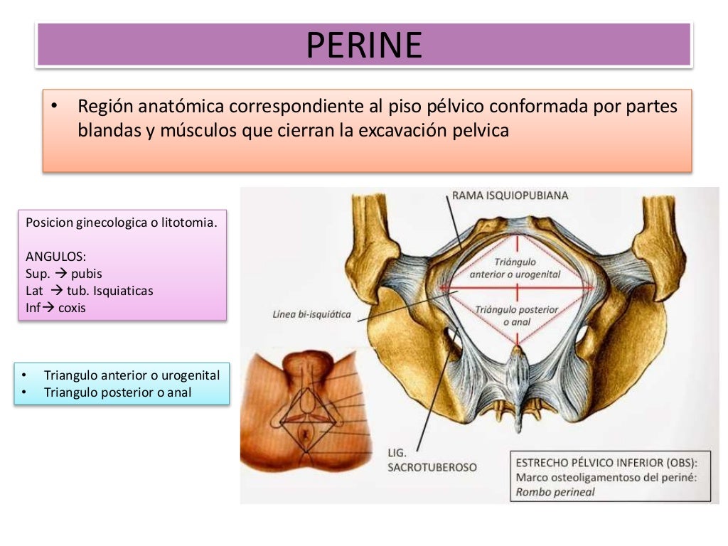 Que Es El Periné Humano – Video: Vasos y nervios del periné femenino ...