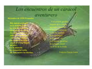 Los encuentros de un caracol aventurero Y el caracol, pacífico  burgués de la vereda, ignorado y humilde, el paisaje contempla. La divina quietud  de la naturaleza le dio valor y fe, y olvidando las penas  de su hogar, deseó ver el fin de la senda Federico García Lorca Diciembre de 1928 (Granada) Hay dulzura infantil en la mañana quieta los árboles extienden  sus brazos a la tierra Un vaho tembloroso  cubre las sementeras, y las arañas tienden  sus caminos de seda -rayas al cristal limpio del aire-. En la alameda un manantial recita  sus canto entre las hierbas. 
