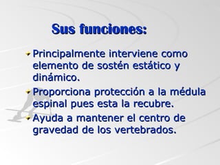 Sus funciones: Principalmente interviene como elemento de sostén estático y dinámico. Proporciona protección a la médula espinal pues esta la recubre. Ayuda a mantener el centro de gravedad de los vertebrados. 
