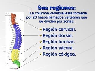 Sus regiones:   La columna vertebral está formada por 26 hesos llamados vertebras que se dividen por zonas. Región cervical. Región dorsal. Región lumbar. Región sácrea. Región cóxigea. 
