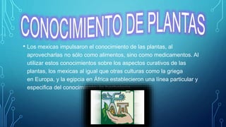 • Los mexicas impulsaron el conocimiento de las plantas, al
aprovecharlas no sólo como alimentos, sino como medicamentos. Al
utilizar estos conocimientos sobre los aspectos curativos de las
plantas, los mexicas al igual que otras culturas como la griega
en Europa, y la egipcia en África establecieron una línea particular y
especifica del conocimiento: la herbolaria.
 