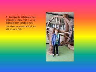 A Garriguella s’elaboren tres
productes: L’oli, mel i vi. Jo
explicaré com s’elabora l’oli.
Les olives es porten al trull,...