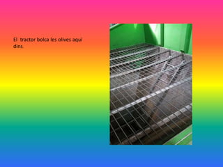 El tractor bolca les olives aquí
dins.
 