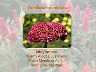 Familia amaranthaceae
Integrantes:
Noemy Alcoba Justiniano
Pablo Mendoza Alpire
Karin Vidal Montaño
 