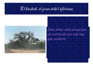 El baobab, el gran árbol africano Este árbol está en peligro de extinción por eso hay que cuidarlo.  