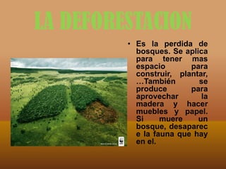 LA DEFORESTACION
• Es la perdida de
bosques. Se aplica
para tener mas
espacio
para
construir, plantar,
…También
se
produce
para
aprovechar
la
madera y hacer
muebles y papel.
Si
muere
un
bosque, desaparec
e la fauna que hay
en el.

 