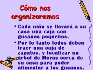 Cómo nos
organizaremos
• Cada niño se llevará a su
  casa una caja con
  gusanos pequeños.
• Por lo tanto todos deben
  traer una caja de
  zapatos, y localizar un
  árbol de Moras cerca de
  su casa para poder
  alimentar a los gusanos.
 