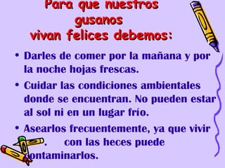 Para que nuestros
         gusanos
  vivan felices debemos:
• Darles de comer por la mañana y por
  la noche hojas frescas.
• Cuidar las condiciones ambientales
  donde se encuentran. No pueden estar
  al sol ni en un lugar frío.
• Asearlos frecuentemente, ya que vivir
      . con las heces puede
  contaminarlos.
 
