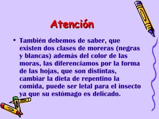 Atención
• También debemos de saber, que
  existen dos clases de moreras (negras
  y blancas) además del color de las
  moras, las diferenciamos por la forma
  de las hojas, que son distintas,
  cambiar la dieta de repentino la
  comida, puede ser letal para el insecto
  ya que su estómago es delicado.
 