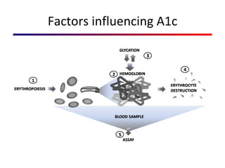 Factors influencing A1c 