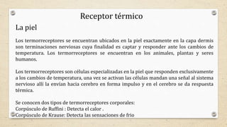 Receptor térmico
La piel
Los termorreceptores se encuentran ubicados en la piel exactamente en la capa dermis
son terminaciones nerviosas cuya finalidad es captar y responder ante los cambios de
temperatura. Los termorreceptores se encuentran en los animales, plantas y seres
humanos.
Los termorreceptores son células especializadas en la piel que responden exclusivamente
a los cambios de temperatura, una vez se activan las células mandan una señal al sistema
nervioso allí la envían hacia cerebro en forma impulso y en el cerebro se da respuesta
térmica.
Se conocen dos tipos de termorreceptores corporales:
Corpúsculo de Ruffini : Detecta el calor .
Corpúsculo de Krause: Detecta las sensaciones de frio
 