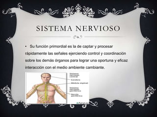 SISTEMA NERVIOSO
• Su función primordial es la de captar y procesar
rápidamente las señales ejerciendo control y coordinación
sobre los demás órganos para lograr una oportuna y eficaz
interacción con el medio ambiente cambiante.
 