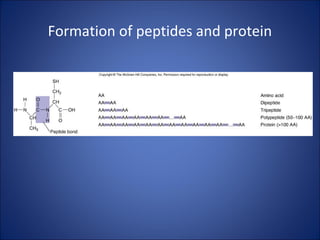 Formation of peptides and protein
 