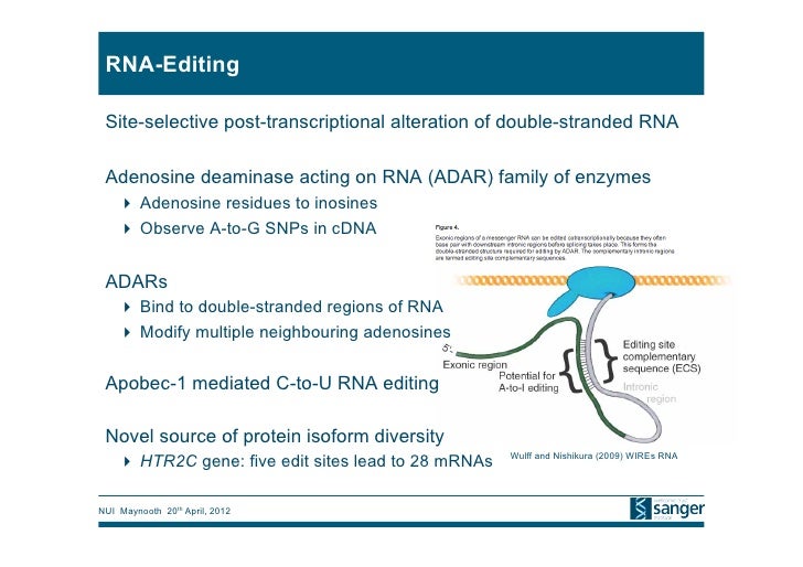 RNAエディティング