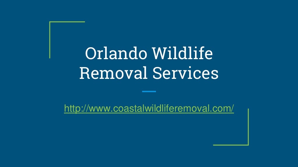 Orlando FL Wildlife Removal - U.S. Coastal Wildlife Removal Service