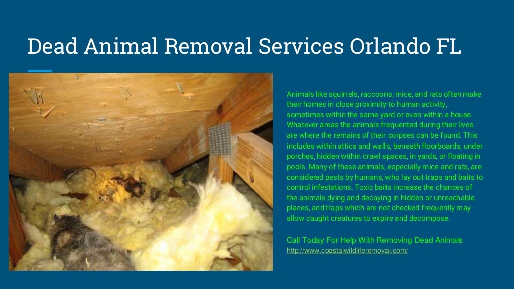 Orlando FL Wildlife Removal - U.S. Coastal Wildlife Removal Service
