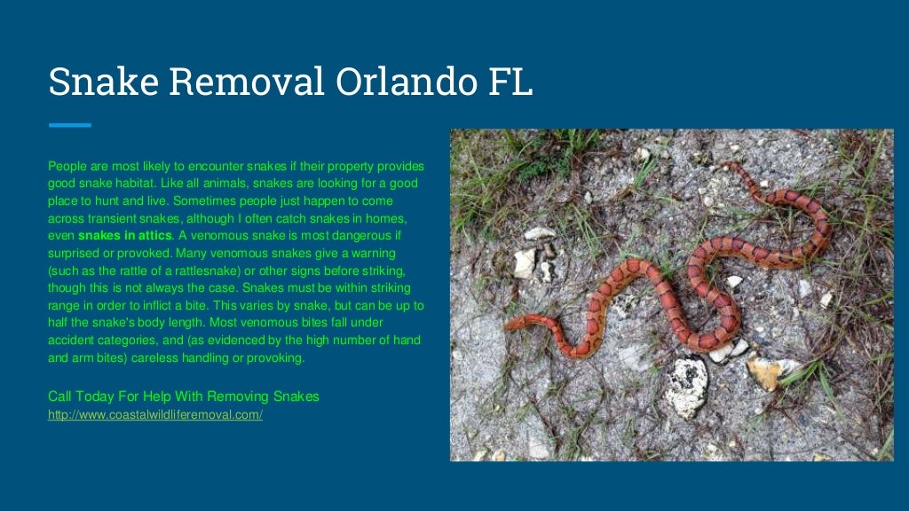 Orlando FL Wildlife Removal - U.S. Coastal Wildlife Removal Service