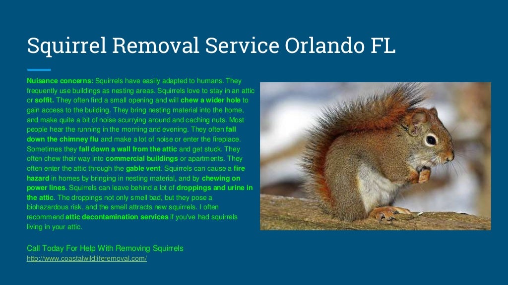 Orlando FL Wildlife Removal - U.S. Coastal Wildlife Removal Service