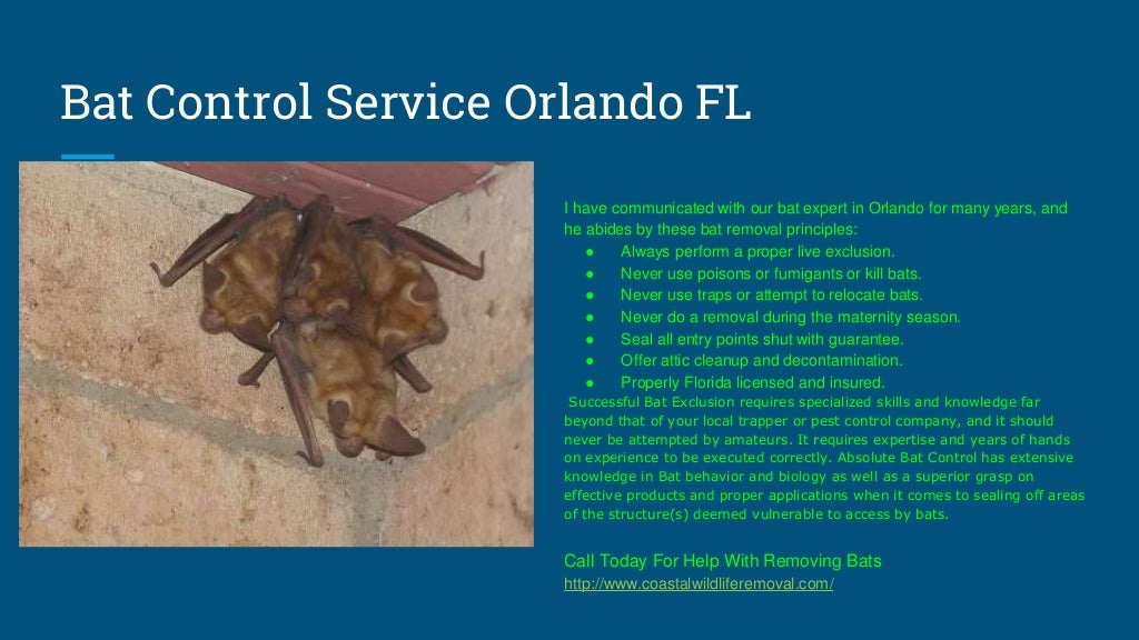 Orlando FL Wildlife Removal - U.S. Coastal Wildlife Removal Service