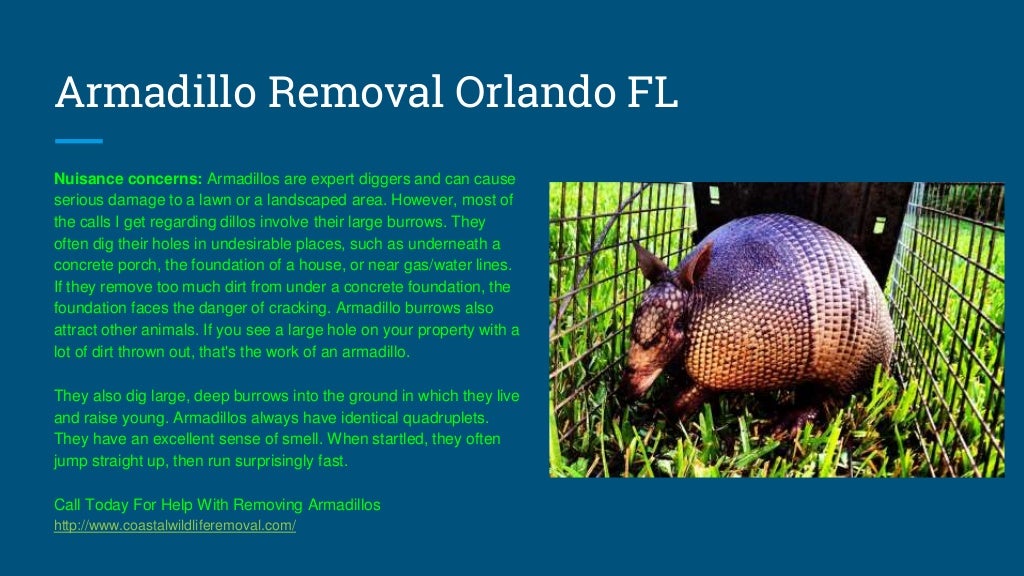 Orlando FL Wildlife Removal - U.S. Coastal Wildlife Removal Service