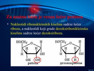 Za azotnu bazu je vezan šećer pentoza
• Nukleotidi ribonukleinskih kiselina sadrze šećer
ribozu, a nukleotidi koji grade d...