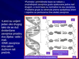 Разлике међу
појединим
молекулима ДНК
заснивају се на
разликама у броју и
редоследу
нуклеотида, којих има
укупно четири ти...
