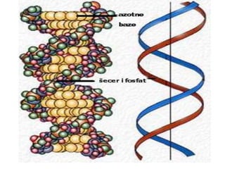NUKLEINSKE KISELINE - SLIČNOSTI I RAZLIKE
DNK RNK
Primarna
struktura
(delovi
nukleotida)
1.dezoksiriboza
2.fosfatna grupa
...