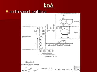 koA acetilcsoport szállítása  